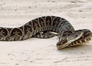 Advierten por la aparición de serpientes peligrosas en la comarca.