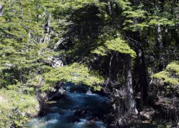 El Gobierno cerró tres fondos fiduciarios asociados a Progresar, Emergencias y protección de Bosques Nativos