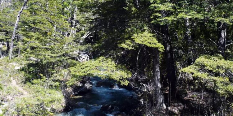 El Gobierno cerró tres fondos fiduciarios asociados a Progresar, Emergencias y protección de Bosques Nativos