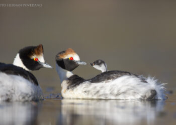Histórico avistamiento del Macá Tobiano en el Parque Nacional Patagonia, tras más de cinco años de ausencia
