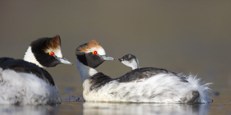 Histórico avistamiento del Macá Tobiano en el Parque Nacional Patagonia, tras más de cinco años de ausencia