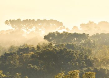 Aves Argentinas lanza la nueva plataforma Áreas Clave para la Biodiversidad y Áreas Importantes para la Conservación de las Aves