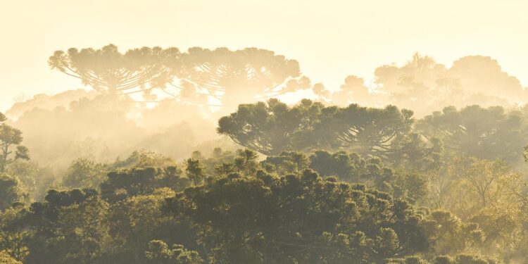 Aves Argentinas lanza la nueva plataforma Áreas Clave para la Biodiversidad y Áreas Importantes para la Conservación de las Aves