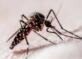 Dengue: ¿en qué horario pica más el mosquito Aedes aegypti?