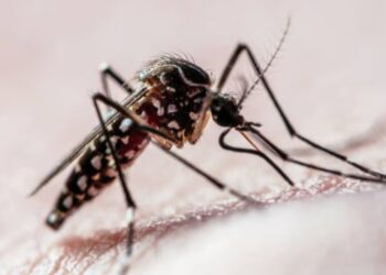 Dengue: ¿en qué horario pica más el mosquito Aedes aegypti?