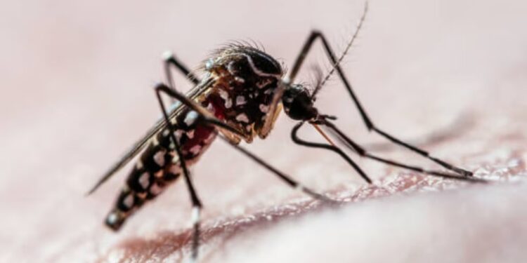 Dengue: ¿en qué horario pica más el mosquito Aedes aegypti?