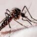 Dengue: ¿en qué horario pica más el mosquito Aedes aegypti?