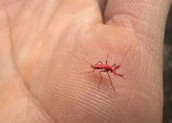 En Mendoza liberaron a 10 mil “mosquitos rojos” para combatir el dengue