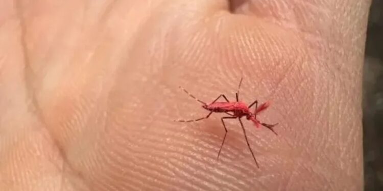 En Mendoza liberaron a 10 mil “mosquitos rojos” para combatir el dengue