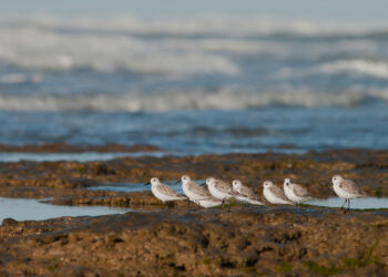 Día de las Aves Migratorias: la importancia de la conservación de las aves playeras en Argentina
