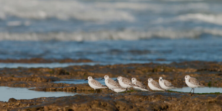 Día de las Aves Migratorias: la importancia de la conservación de las aves playeras en Argentina