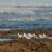 Día de las Aves Migratorias: la importancia de la conservación de las aves playeras en Argentina