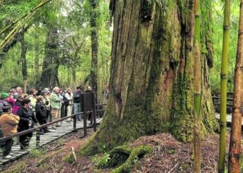 Histórico e imperdible: el árbol argentino más viejo que sobrevivió a volcanes e incendios y está abierto al público
