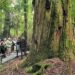 Histórico e imperdible: el árbol argentino más viejo que sobrevivió a volcanes e incendios y está abierto al público