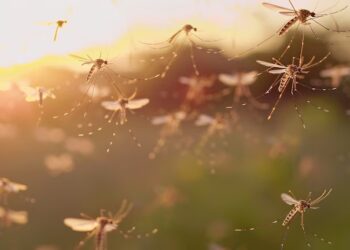 Elimina estas plantas para mantener a raya a los mosquitos en tu jardín.