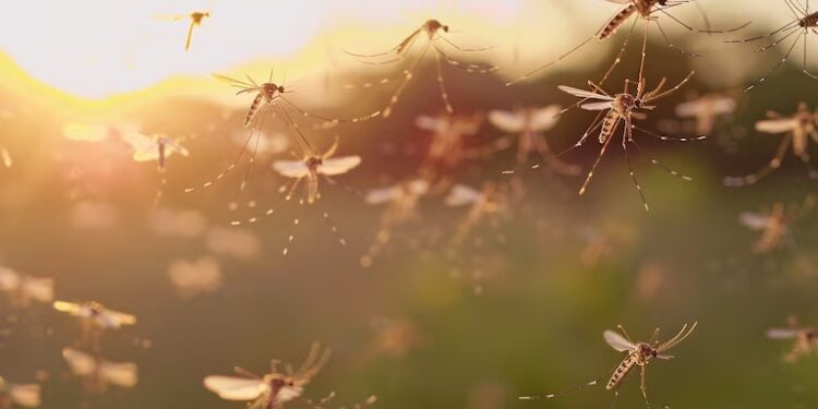 Elimina estas plantas para mantener a raya a los mosquitos en tu jardín.