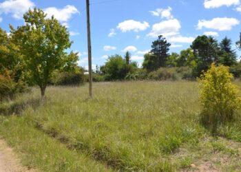 Solicitan mantener los terrenos baldíos libres de pastizales y basura