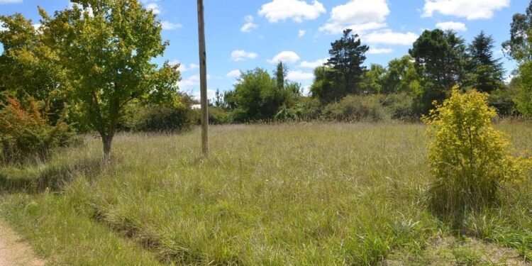 Solicitan mantener los terrenos baldíos libres de pastizales y basura