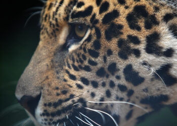 Animales sueltos en las rutas: recomendaciones para evitar siniestros viales