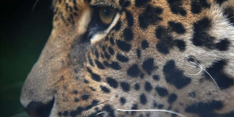 Animales sueltos en las rutas: recomendaciones para evitar siniestros viales