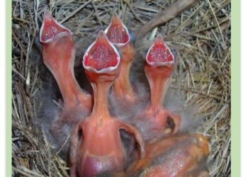 Sobre carrera de enduro en Sierra de la Ventana