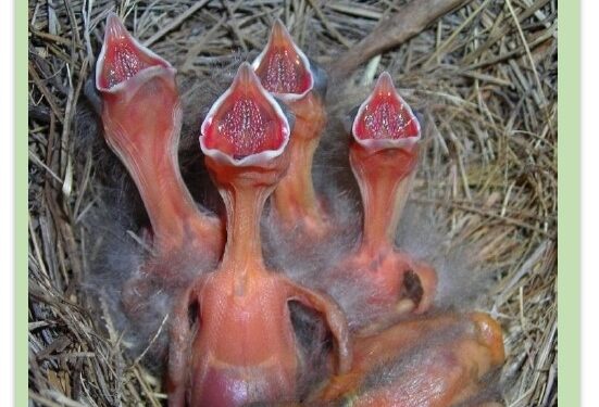 Sobre carrera de enduro en Sierra de la Ventana