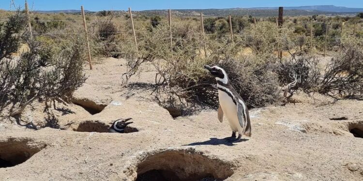 En un fallo histórico, condenaron al empresario señalado por la masacre de pingüinos en Punta Tombo