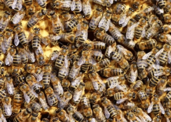 Horror en Rosario: un hombre murió tras ser picado por 150 abejas