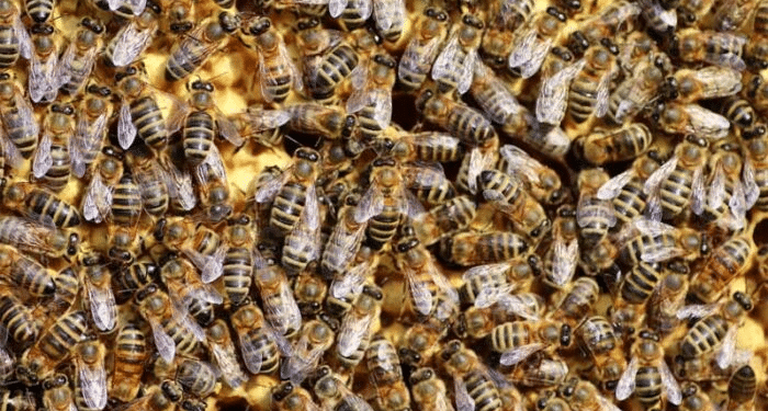 Horror en Rosario: un hombre murió tras ser picado por 150 abejas