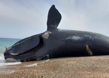 Preocupación en Península Valdés: hallaron 71 ballenas muertas