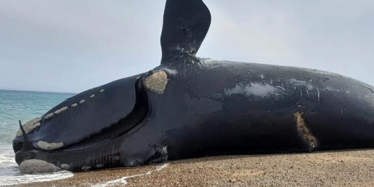 Preocupación en Península Valdés: hallaron 71 ballenas muertas