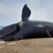 Preocupación en Península Valdés: hallaron 71 ballenas muertas