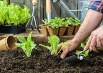 Educación No Formal Curso Introducción a la Jardinería
