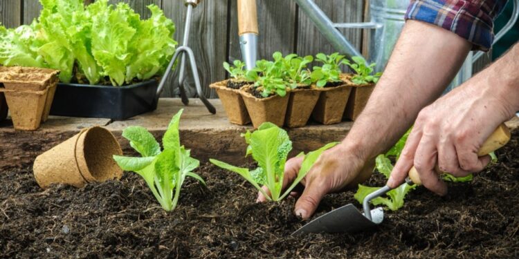 Educación No Formal Curso Introducción a la Jardinería