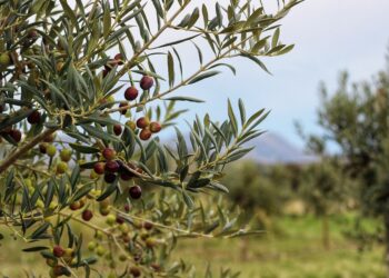 Buenos Aires se fortalece como productor de aceite de oliva de alta calidad