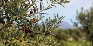 Buenos Aires se fortalece como productor de aceite de oliva de alta calidad