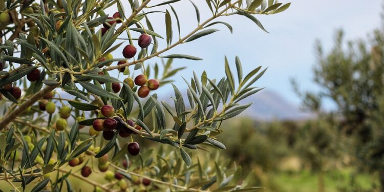 Buenos Aires se fortalece como productor de aceite de oliva de alta calidad