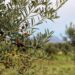 Buenos Aires se fortalece como productor de aceite de oliva de alta calidad