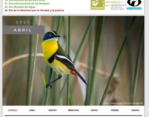 Calendario Ambiental 2025: Una ingeniosa forma de tener el año nuevo con aves serranas.