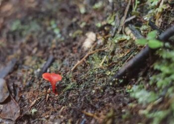 Día Mundial del Suelo: ¿por qué se conmemora el 5 de diciembre?