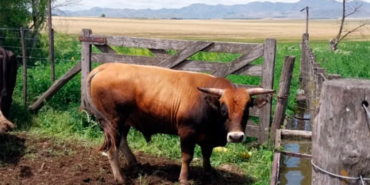 Aubrac en Argentina: la raza francesa que camina en las Sierras de Ventania