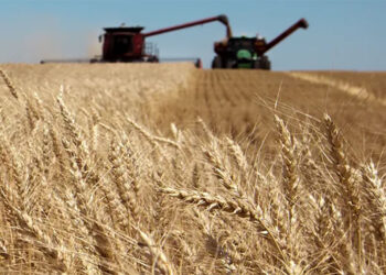 Sorpresa con el trigo: Mejoran los rindes en el centro de la región pampeana