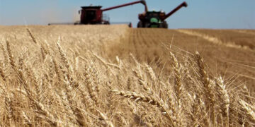 Sorpresa con el trigo: Mejoran los rindes en el centro de la región pampeana