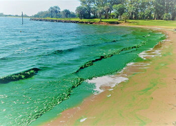 El peligro de las cianobacterias: «tienen un rol muy importante en el ecosistema lo que pasa es que en determinadas situaciones pueden ser perjudicial para nosotros y las mascotas.»