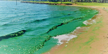 El peligro de las cianobacterias: «tienen un rol muy importante en el ecosistema lo que pasa es que en determinadas situaciones pueden ser perjudicial para nosotros y las mascotas.»
