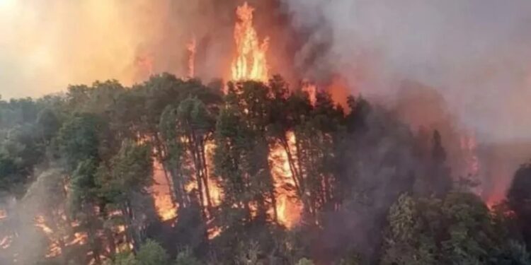 Incendios en la Patagonia: ya son 2.122 las hectáreas arrasadas por el fuego en el Parque Nacional Nahuel Huapi