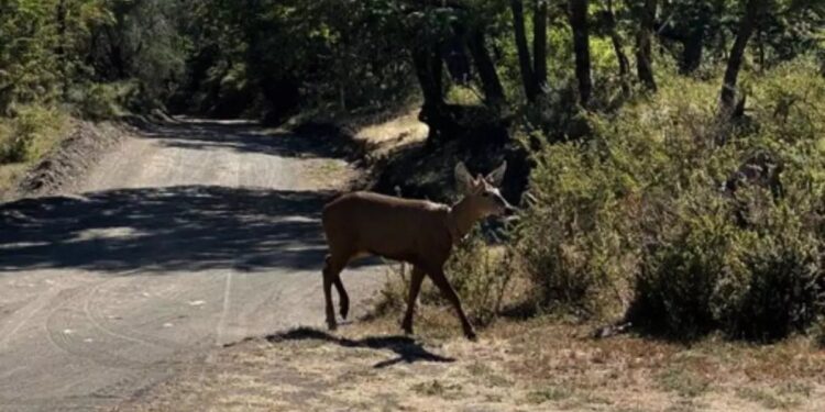 Después de casi 30 años, se registró un huemul en el Parque Nacional Lanín