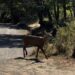 Después de casi 30 años, se registró un huemul en el Parque Nacional Lanín