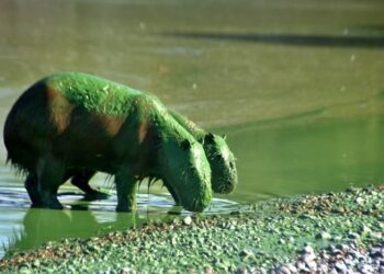 Horror y preocupación en Entre Ríos por la aparición de carpinchos verdes