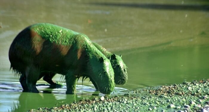 Horror y preocupación en Entre Ríos por la aparición de carpinchos verdes